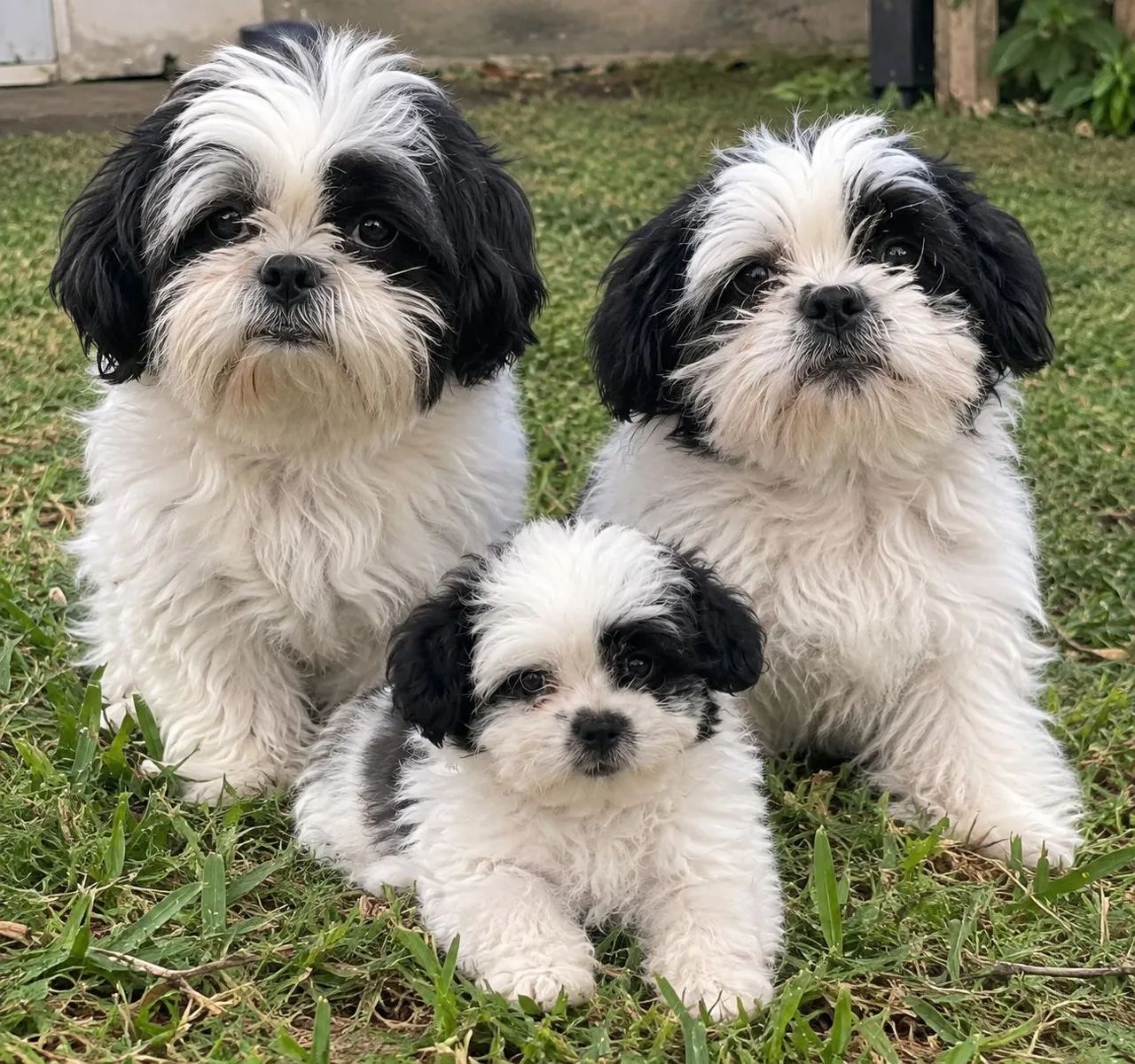 Shitzu macho 3 meses - Cachorros - Savassi, Ribeirão das Neves