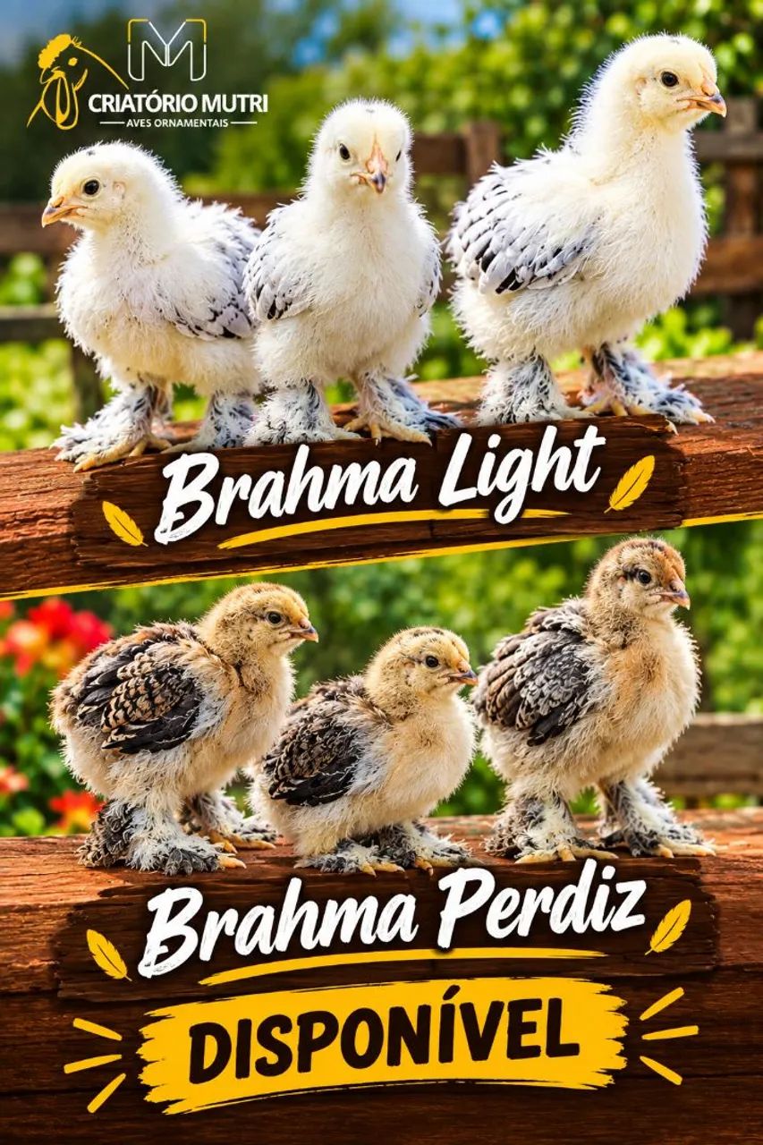 Pintinhos de Brahma light e Brahma perdiz 