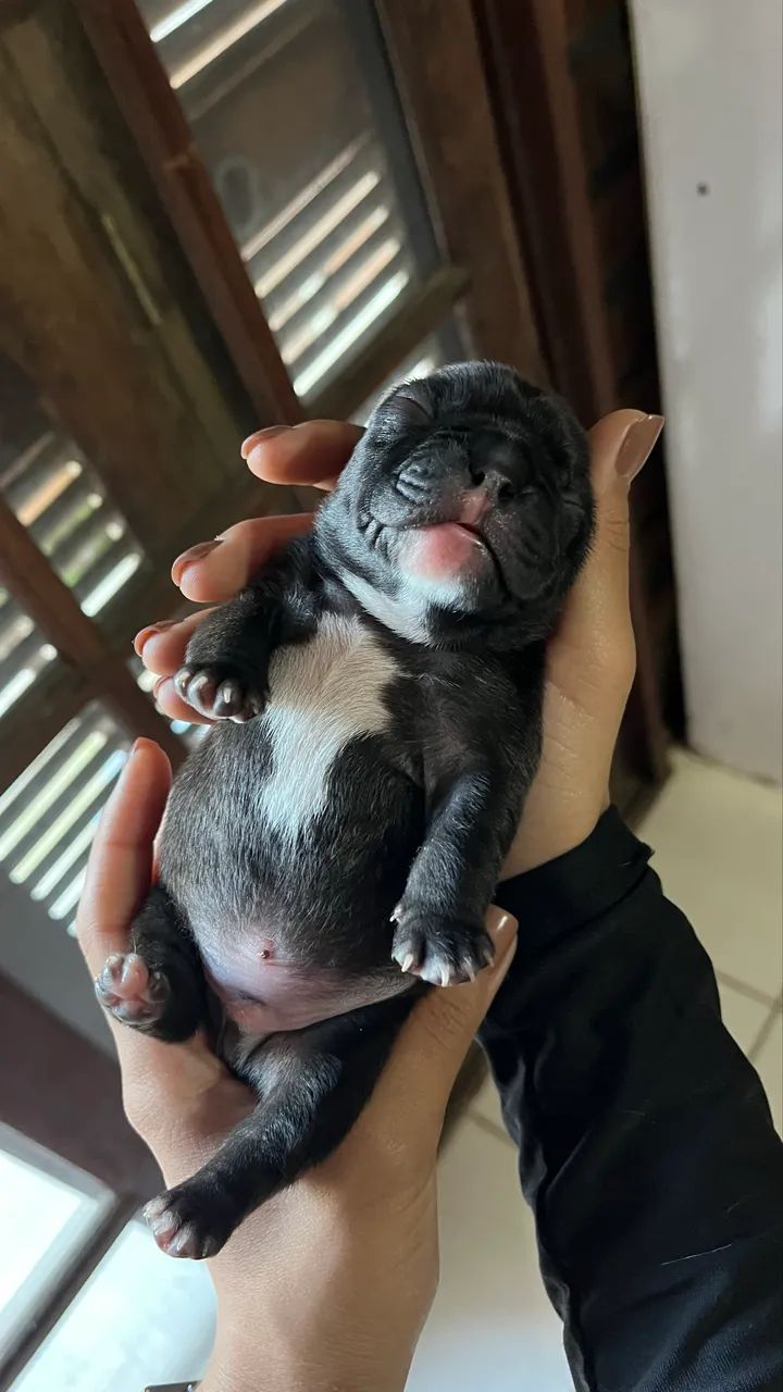 Filhotes de buldogue francês  - Foto 2