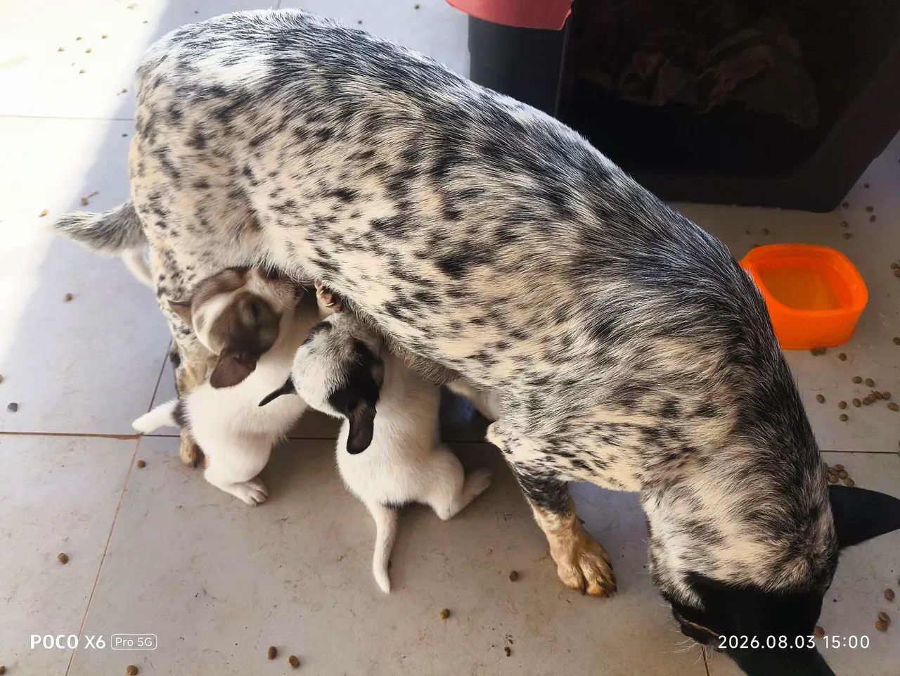 Doação  - Foto 3