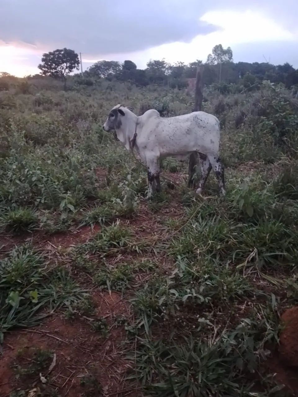 Vende-se boi Nelore pintado de 4 anos - Foto 5