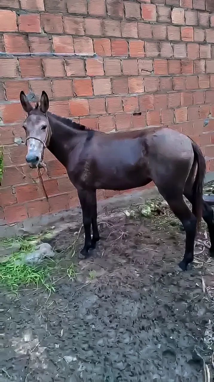 Burra mansa boa de sela