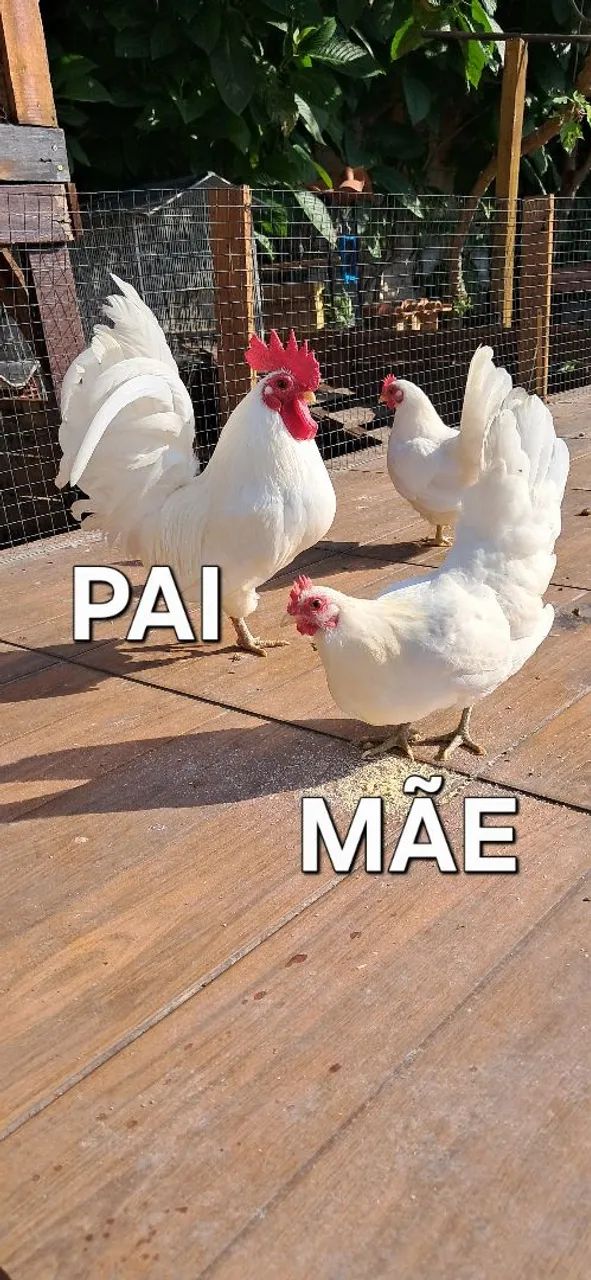 Pintinho Garnizé Nagasaki - Foto 4
