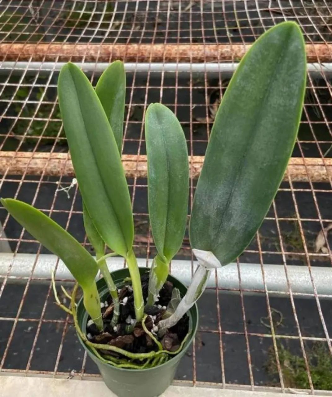 Orquídeas lindas e de boa qualidade! - Foto 2
