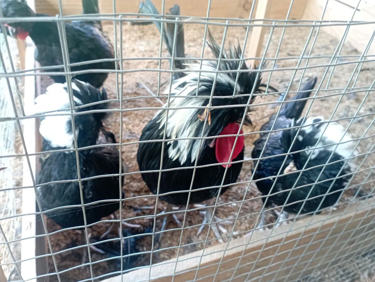 Polonesa preta de topete branco pintinhos/ovos - Foto 2