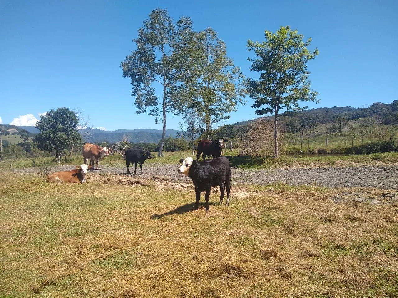 Area rural das mais lindas da região de Bom Retiro  - Foto 2
