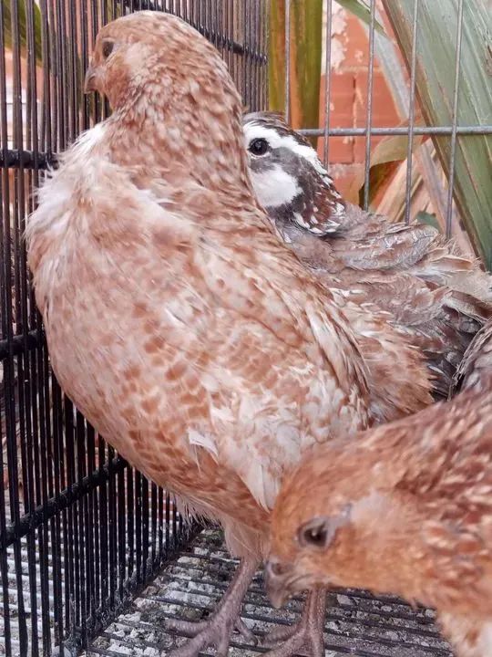 Adquira já  - Foto 3