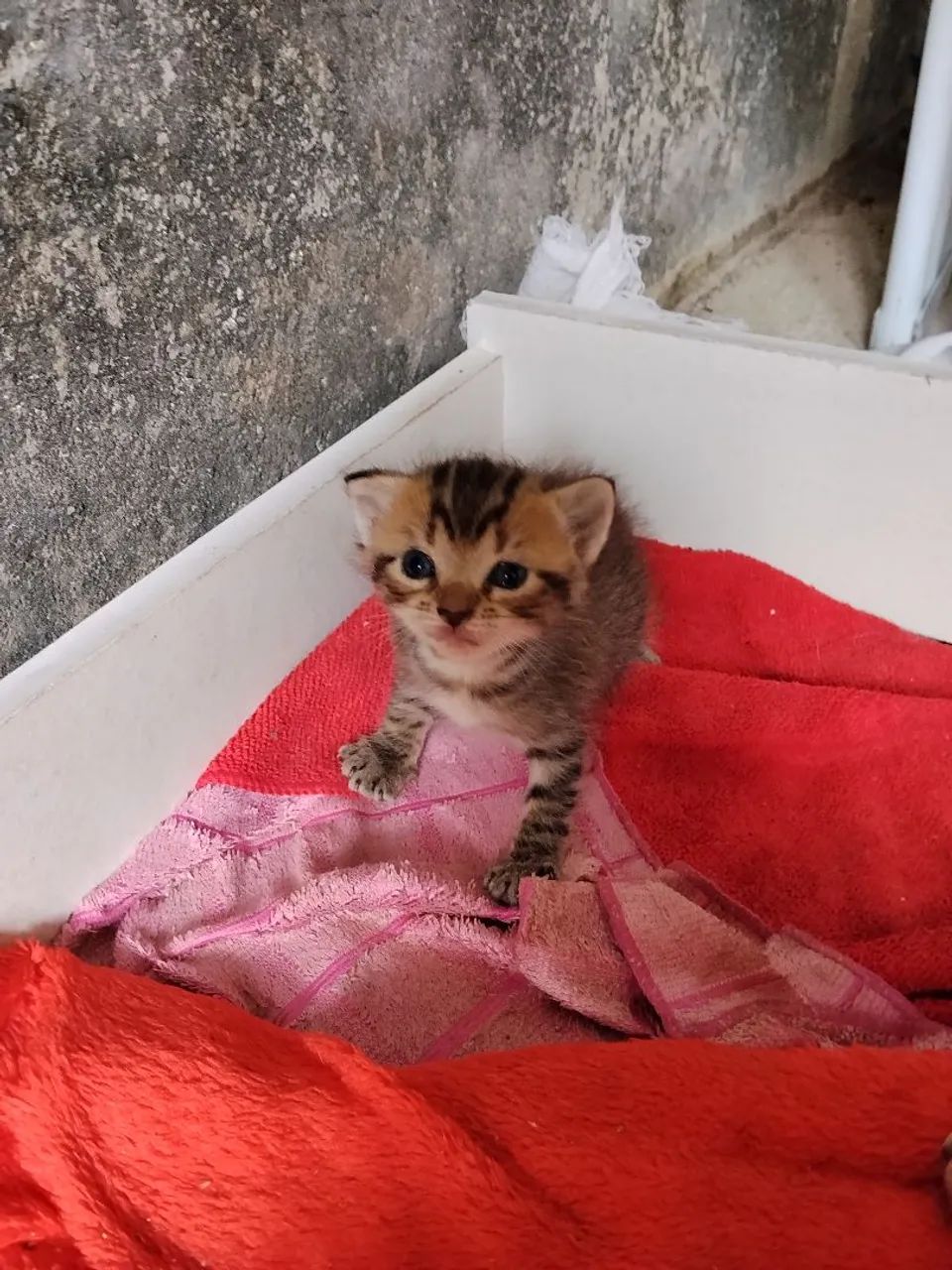 Gatinhos para doação  - Foto 4