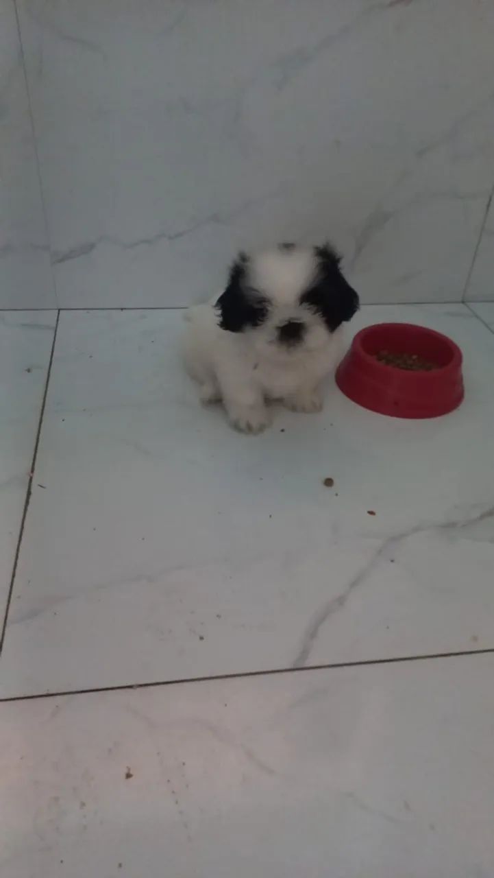 Shitzu  - Foto 3