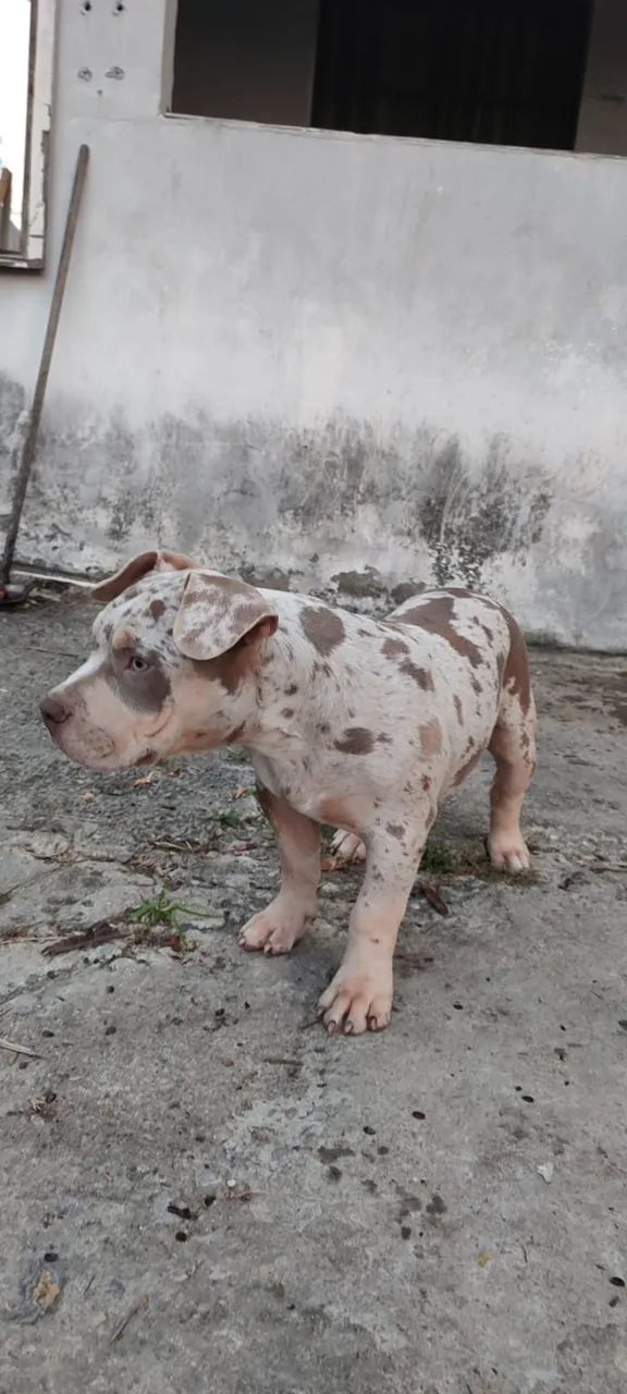 American Bully