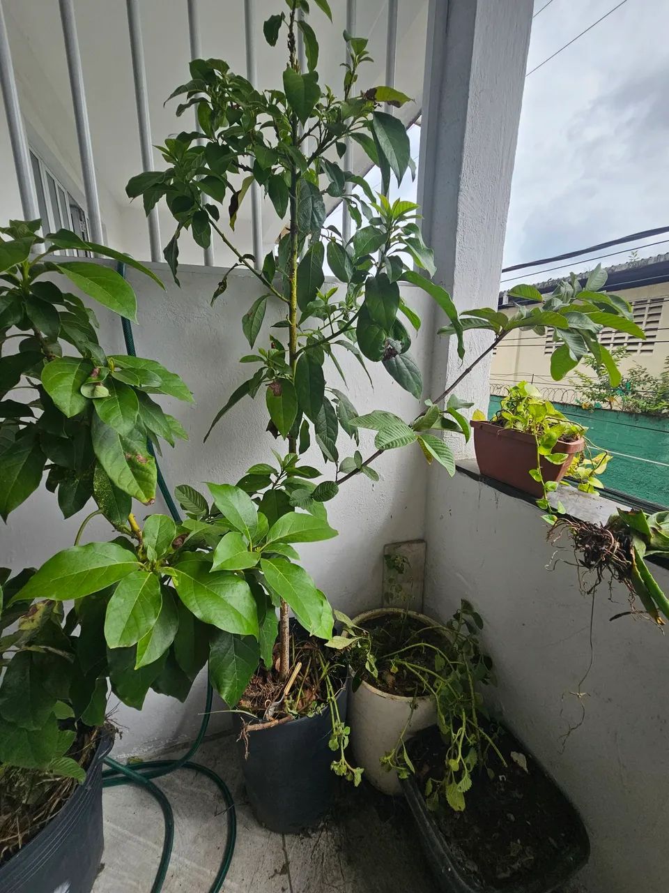 Muda de Abacate - Foto 2
