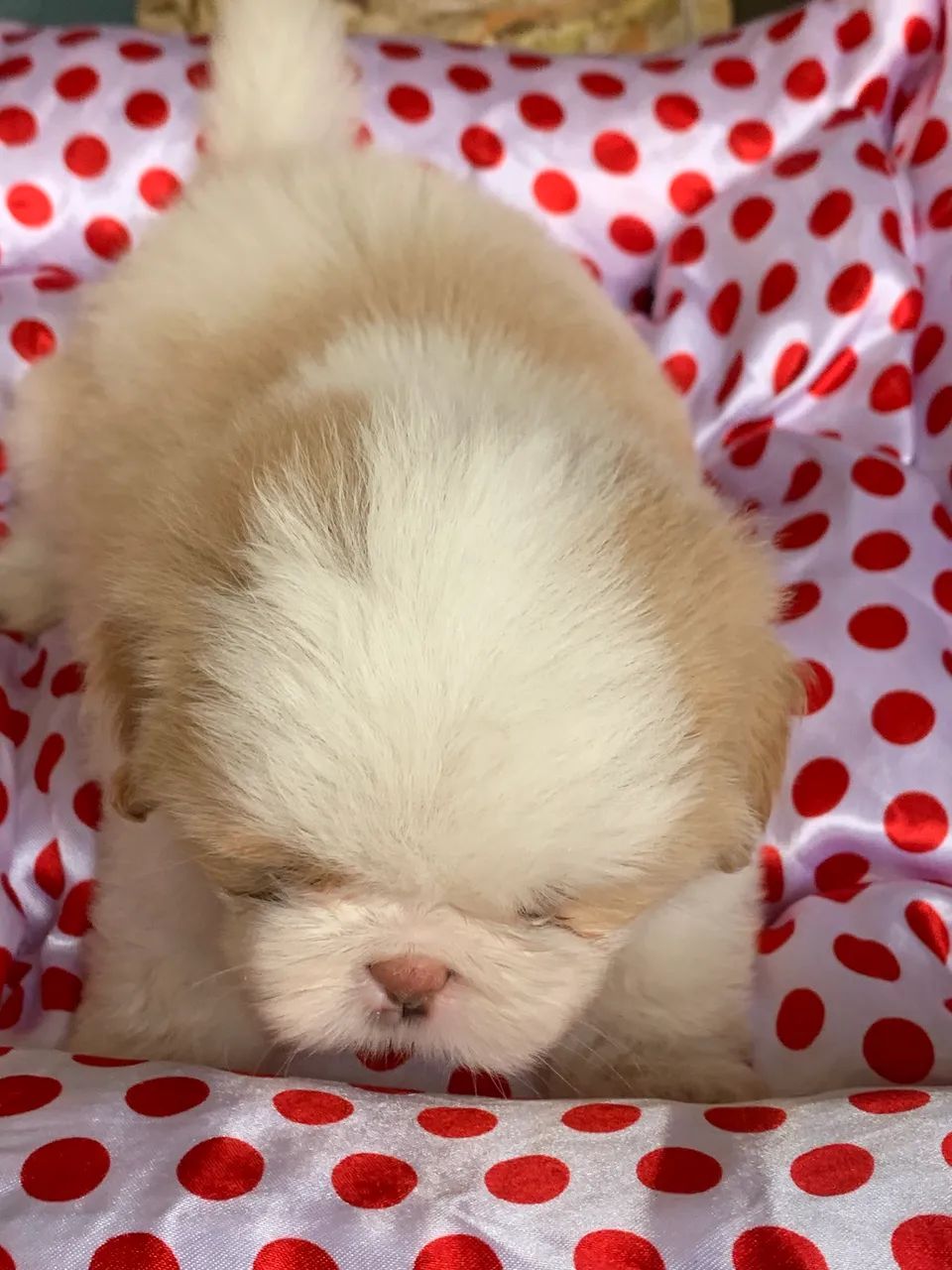 Shihtzu Macho - Foto 4