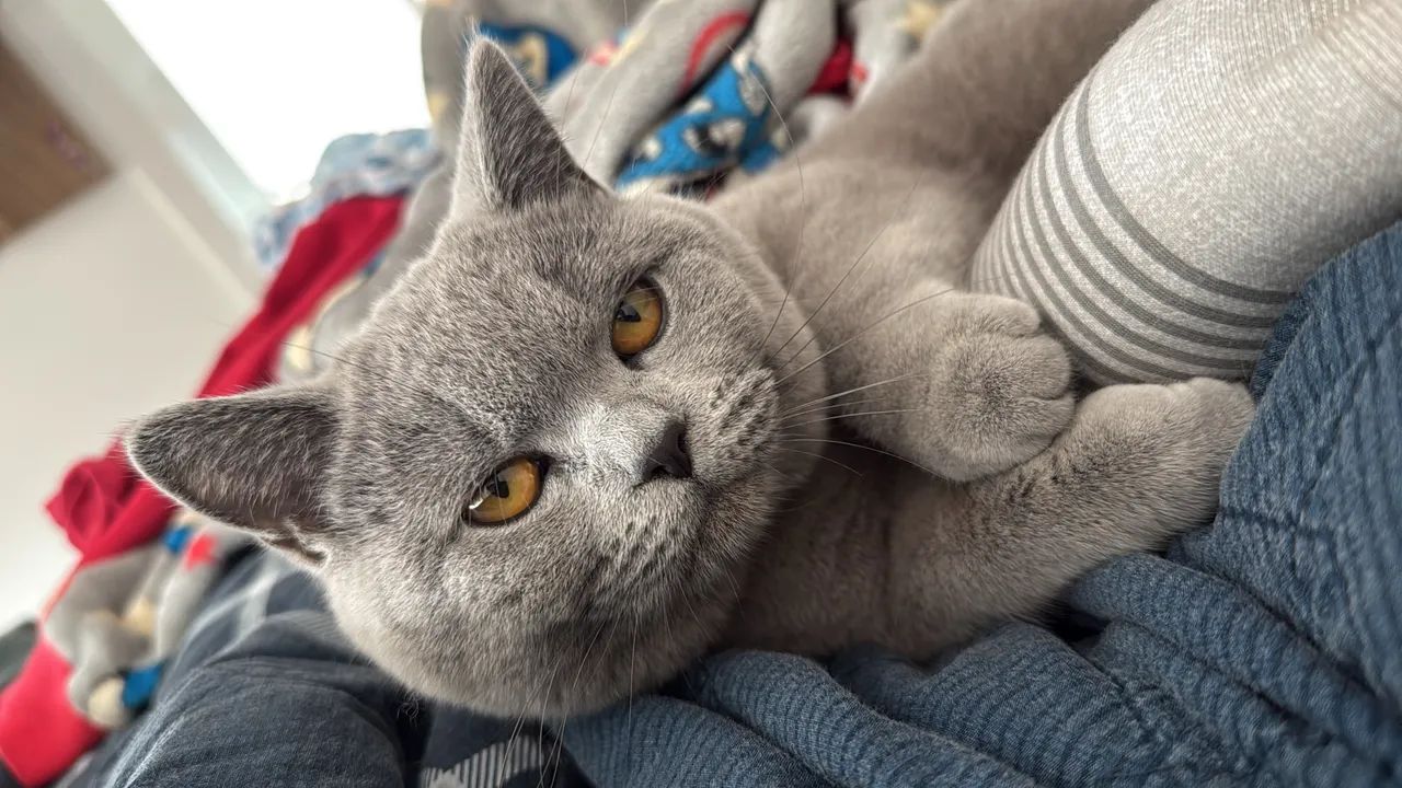 Filhotes British Shorthair - Foto 2