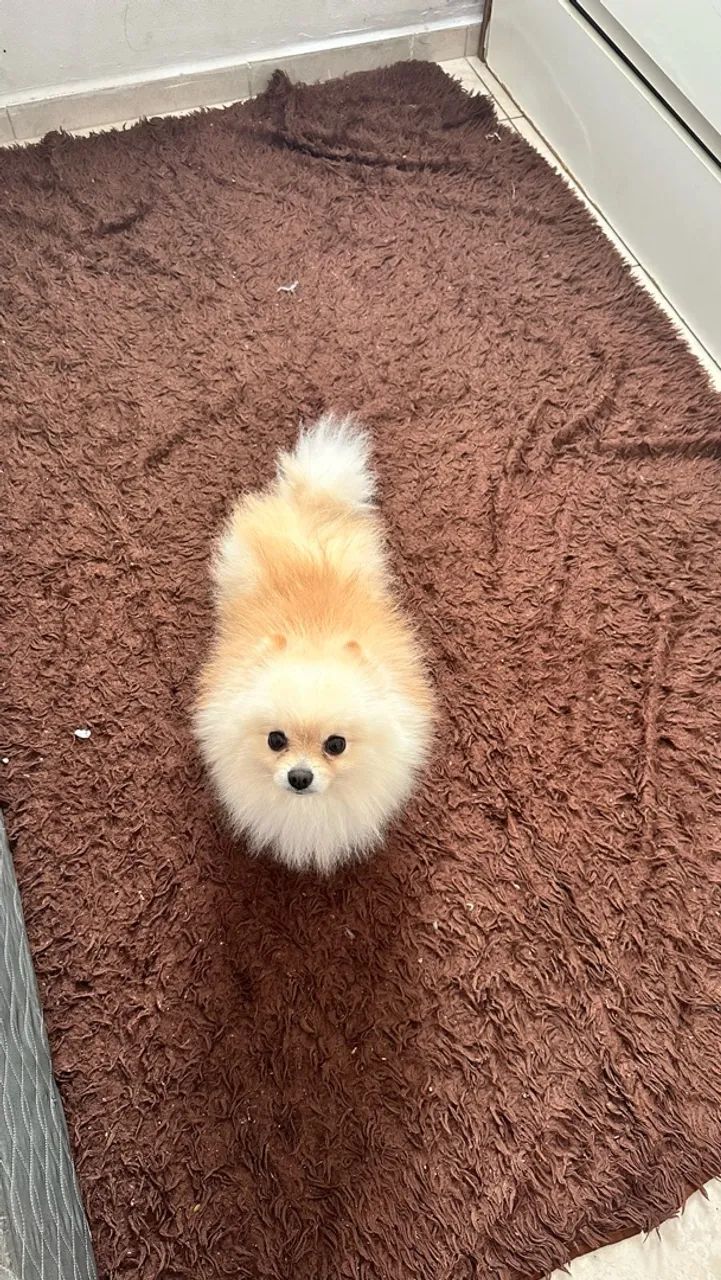 Spitz alemão 