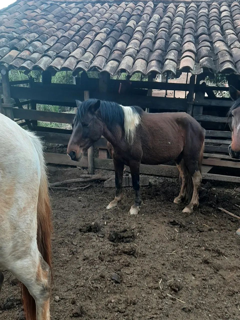 Cavalos  - Foto 2