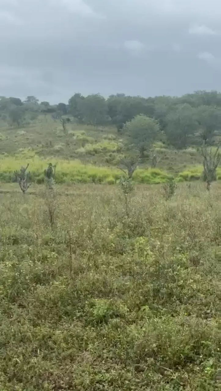 VENDO 70 tarefas de terra há 16KM  de feira de Santana  BA! - Foto 6