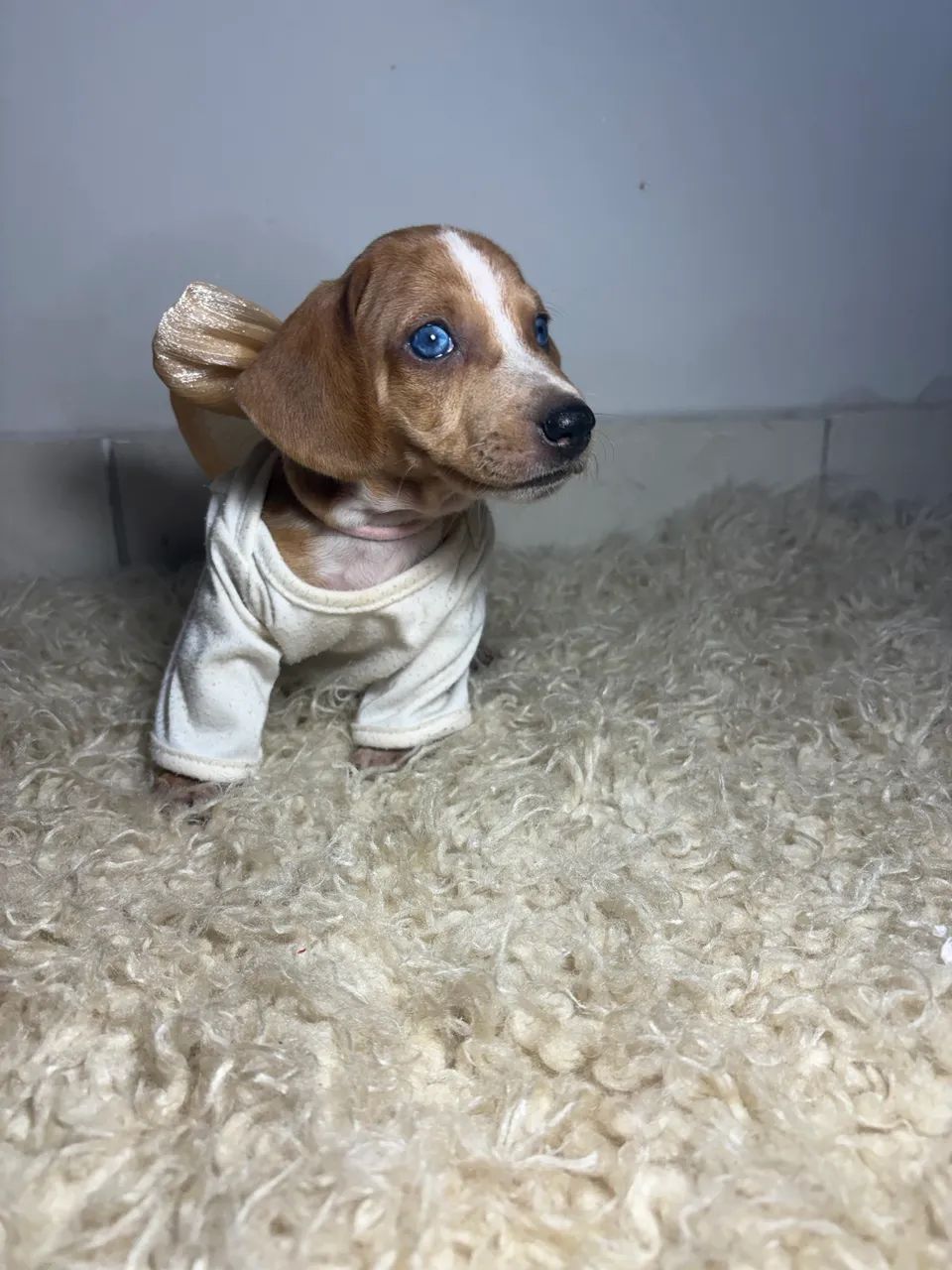 Cachorro - Foto 5