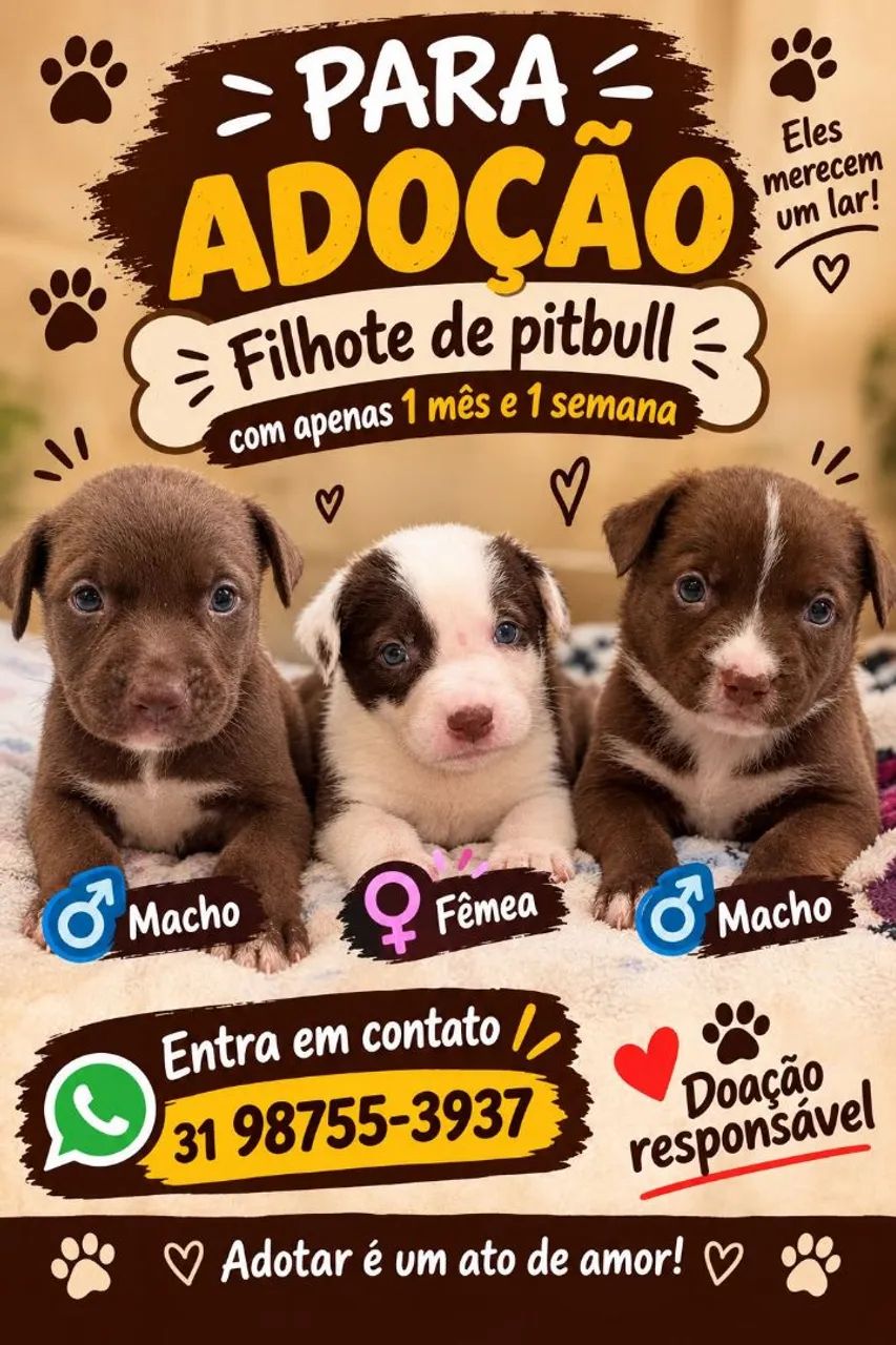 Doa-se filhotes Pitbull!