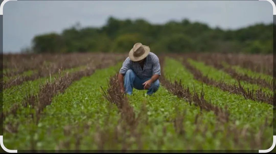 Agrônomo no Campo e Responsável técnico loja Agropecuária  - Foto 2