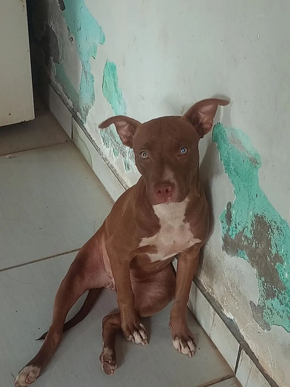 Pitbull 