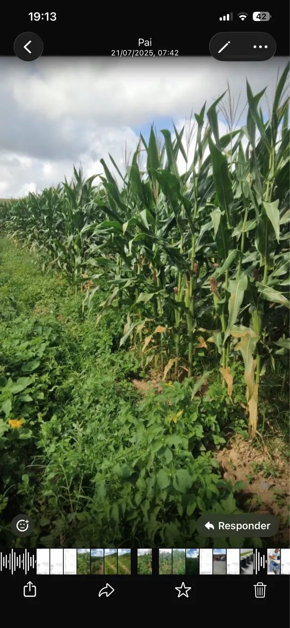 60 tarefa de milho para silo  - Foto 3