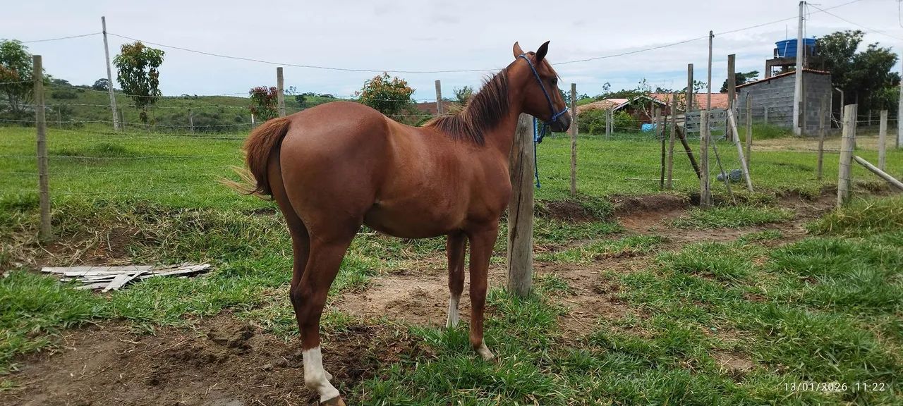 Potro quarto de milha - Foto 4