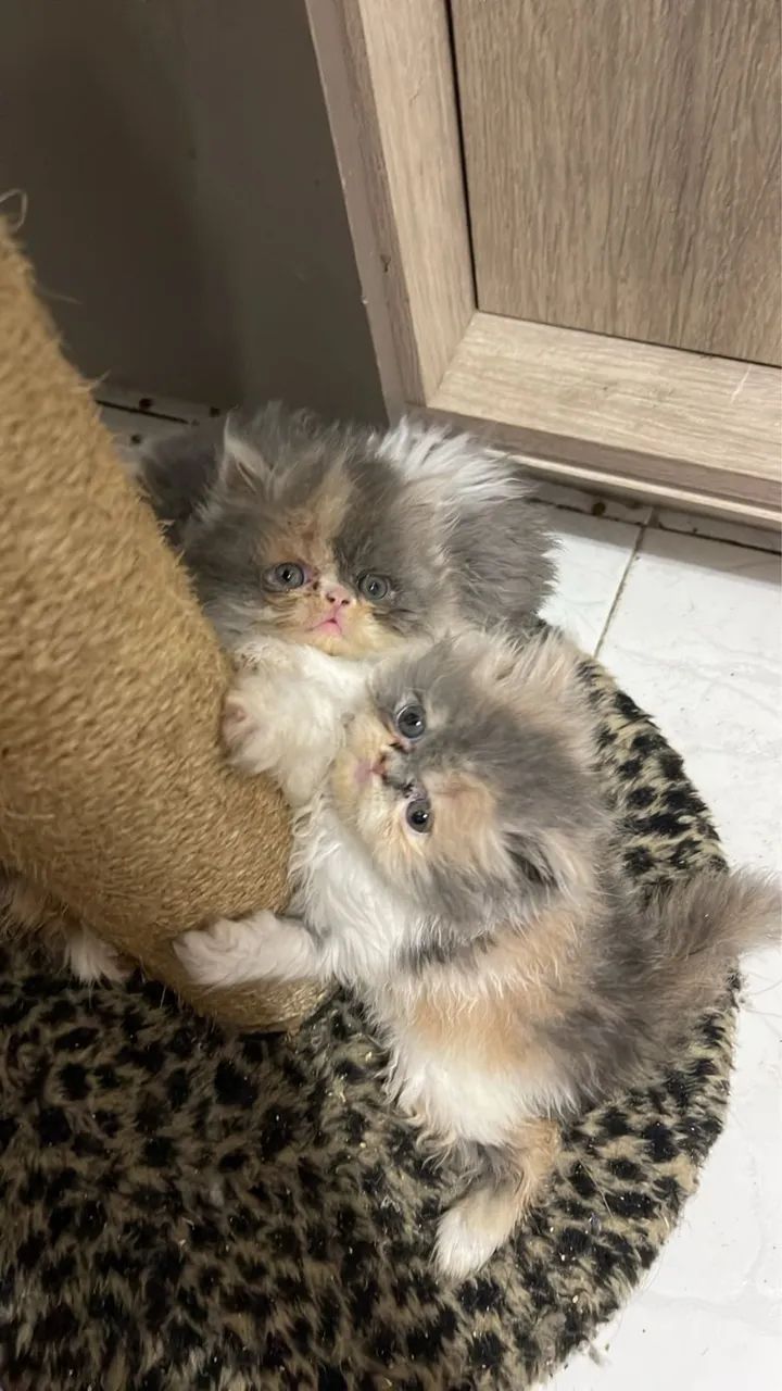 Persa Nas Cores Bicolor, Cinza Blue, Tricolor e Red  - Foto 3