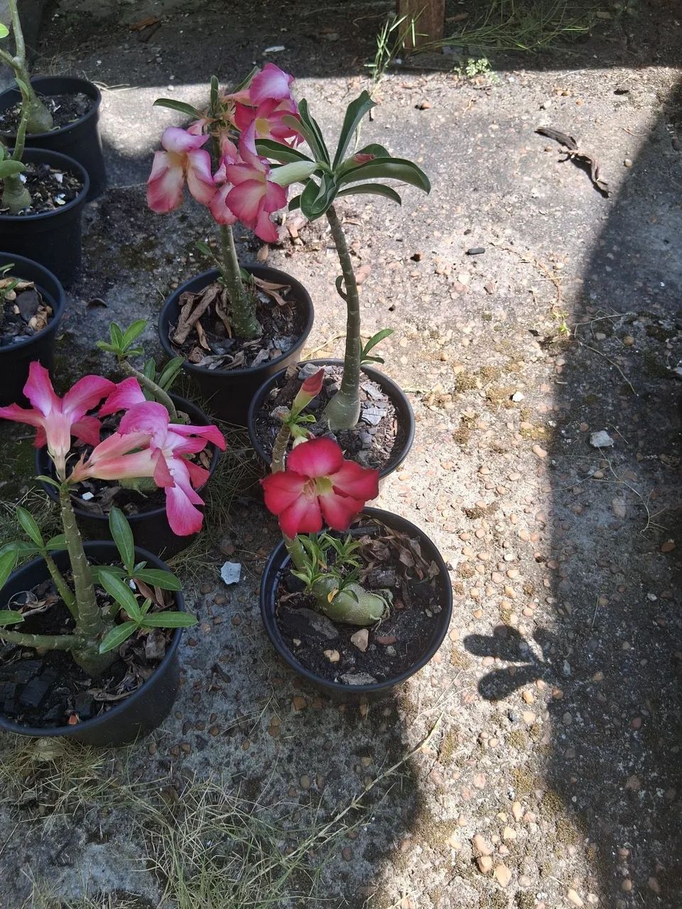 ROSAS DO DESERTO 