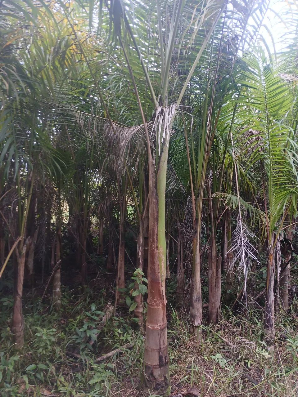 Palmeira imperial 