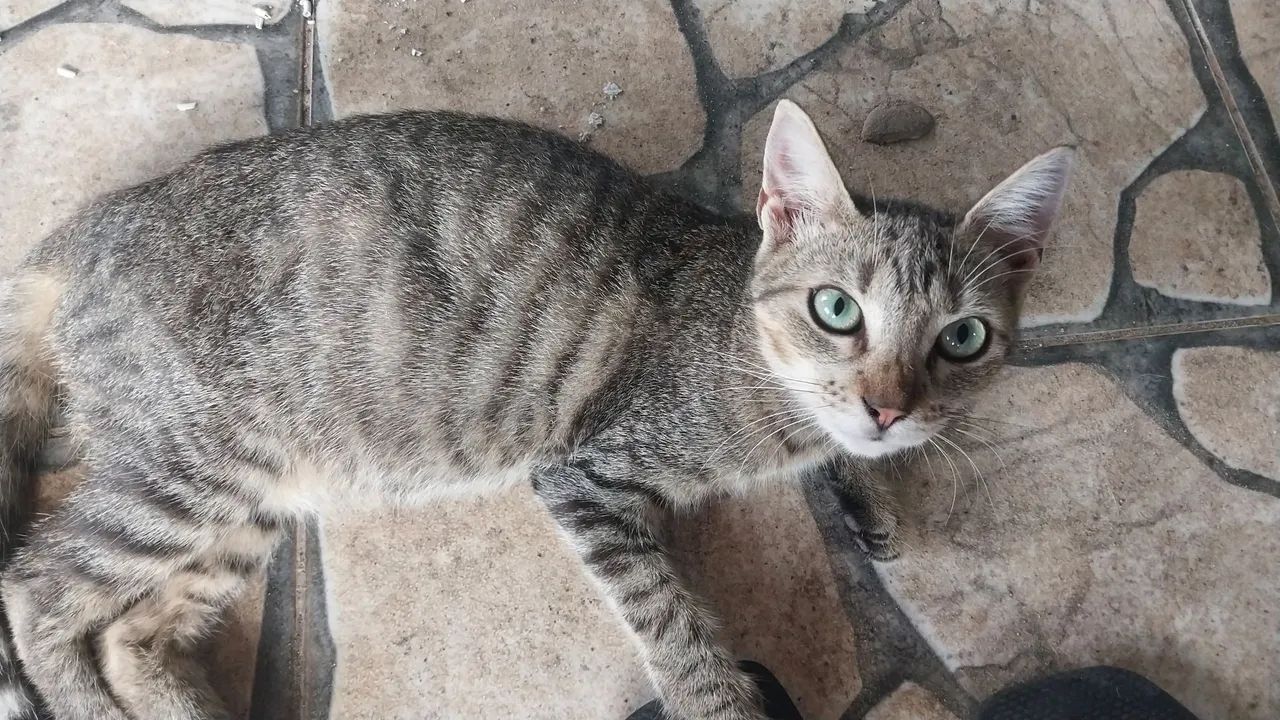 Doação responsável de gatos - Foto 4