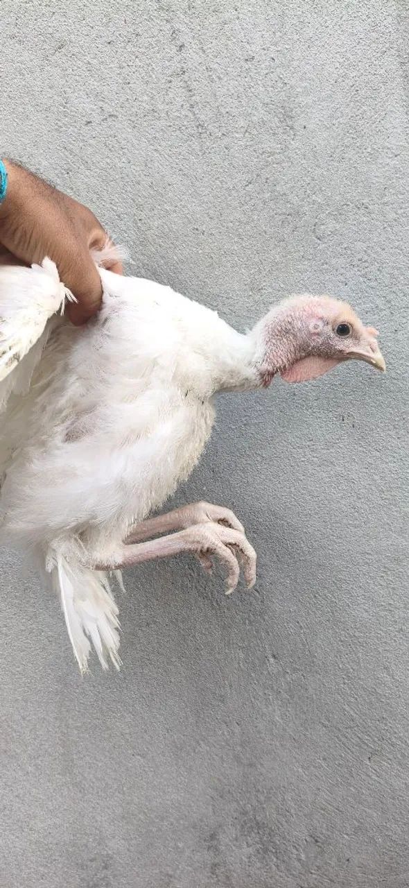 Peru frango