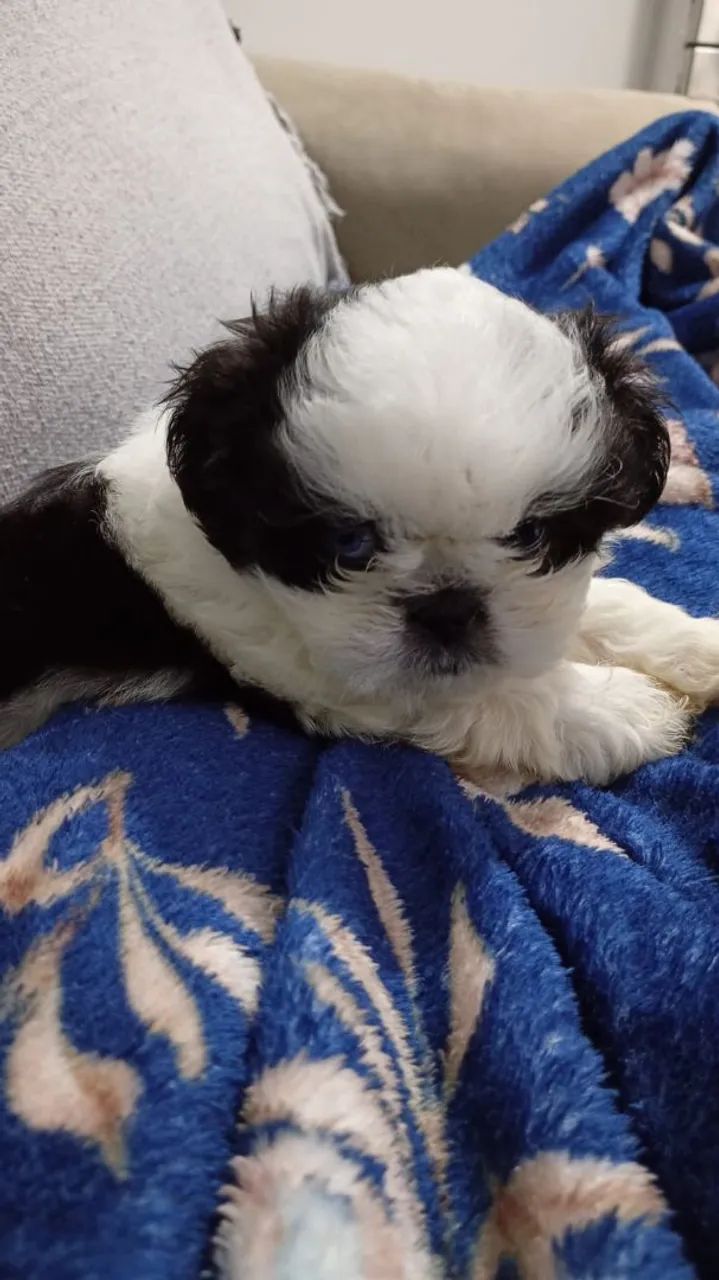Vendo Shitzu Fêmea 