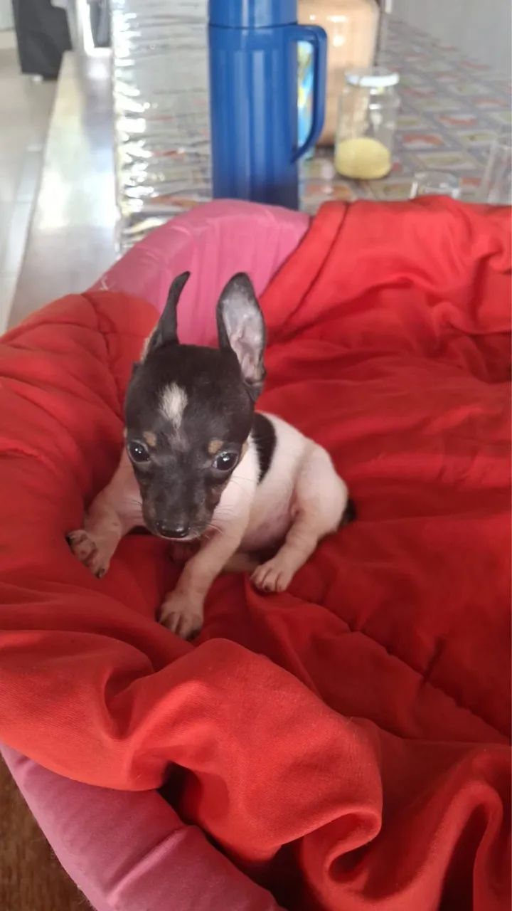 Cachorro pinscher  - Foto 2