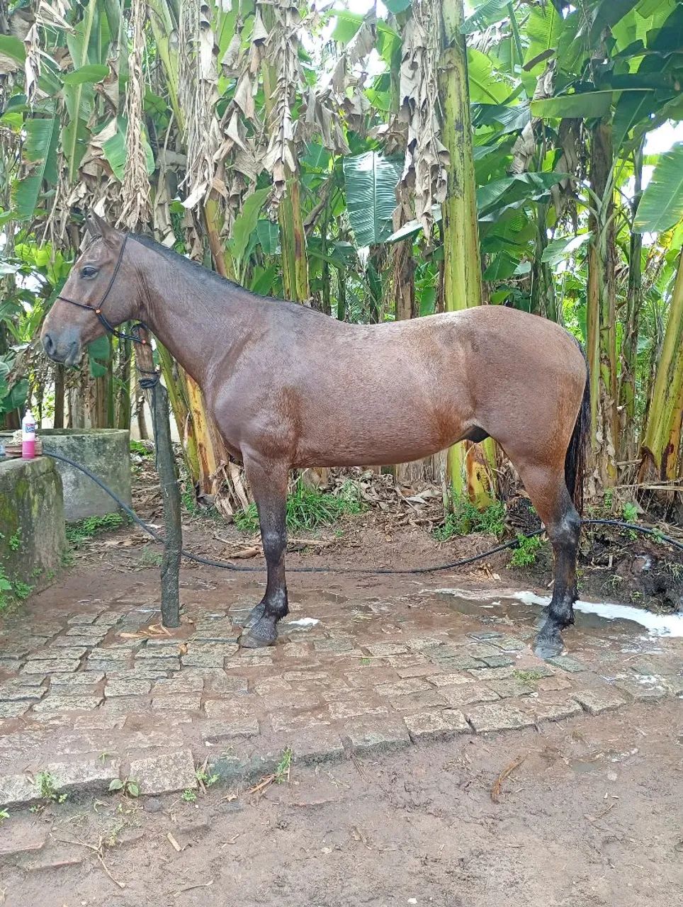 Cavalo de esquerda  - Foto 2
