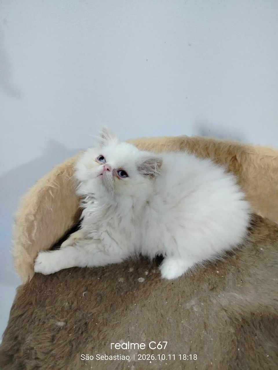 GATO PERSA TOP SHOW  - Foto 5