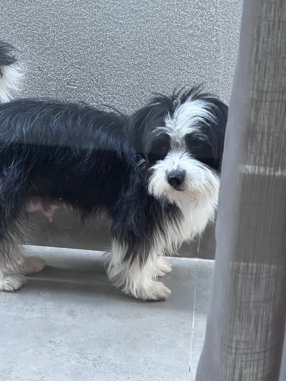 PROCURA-SE CACHORRA - Foto 3