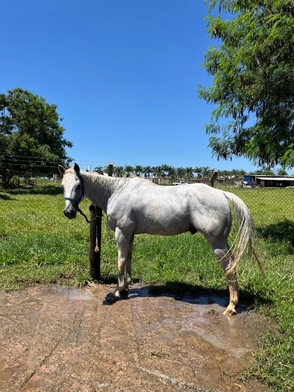 Cavalo Três Tambores   - Foto 3