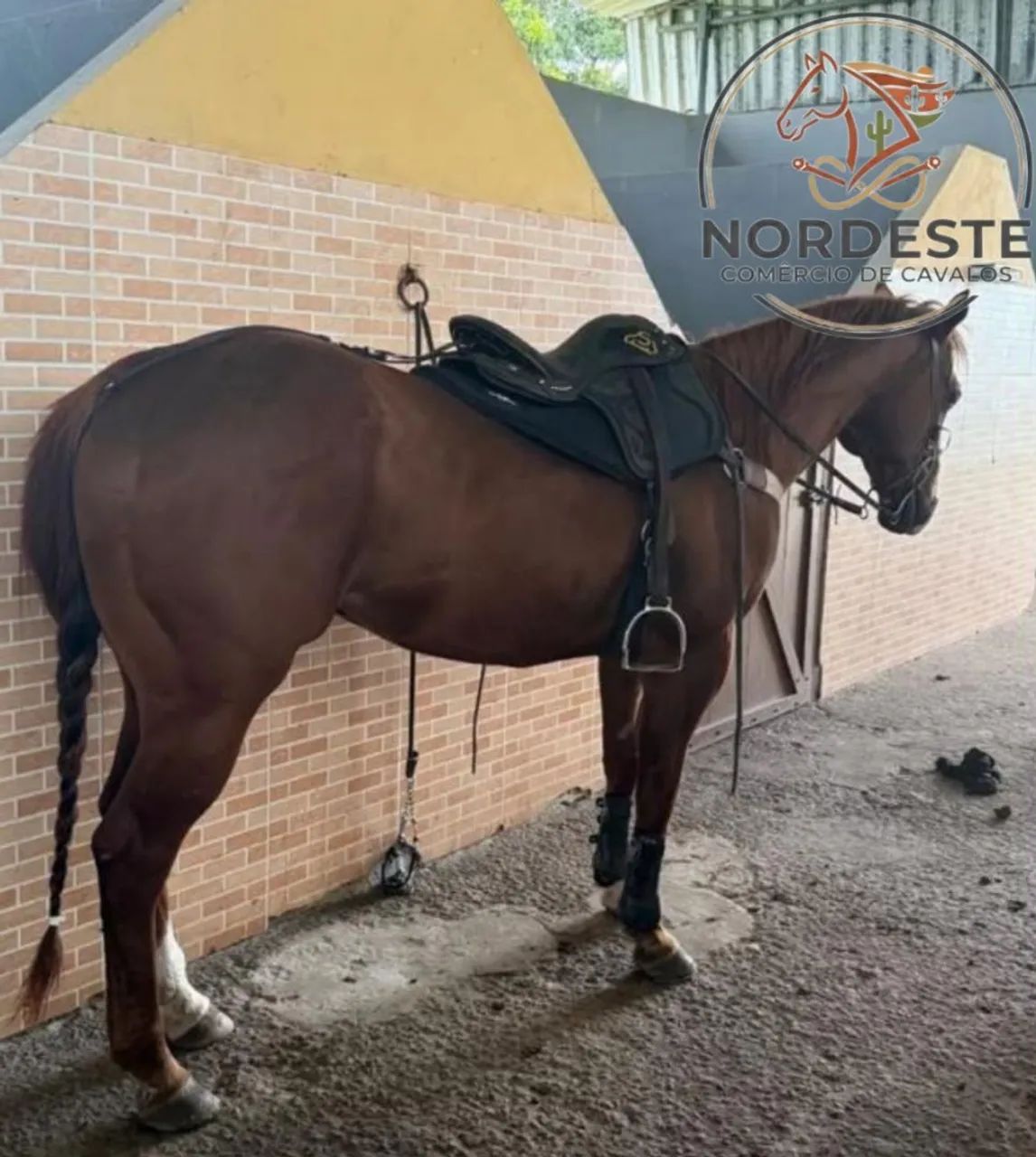 Cavalo de direita puro com documento 