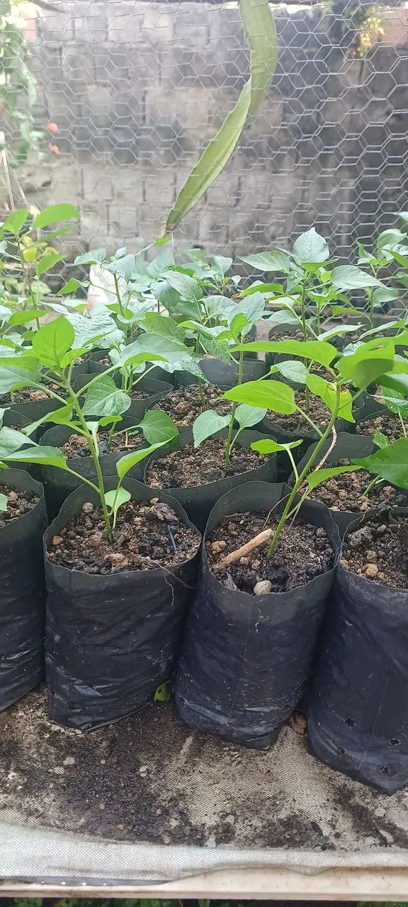 Não entrego  - Foto 2
