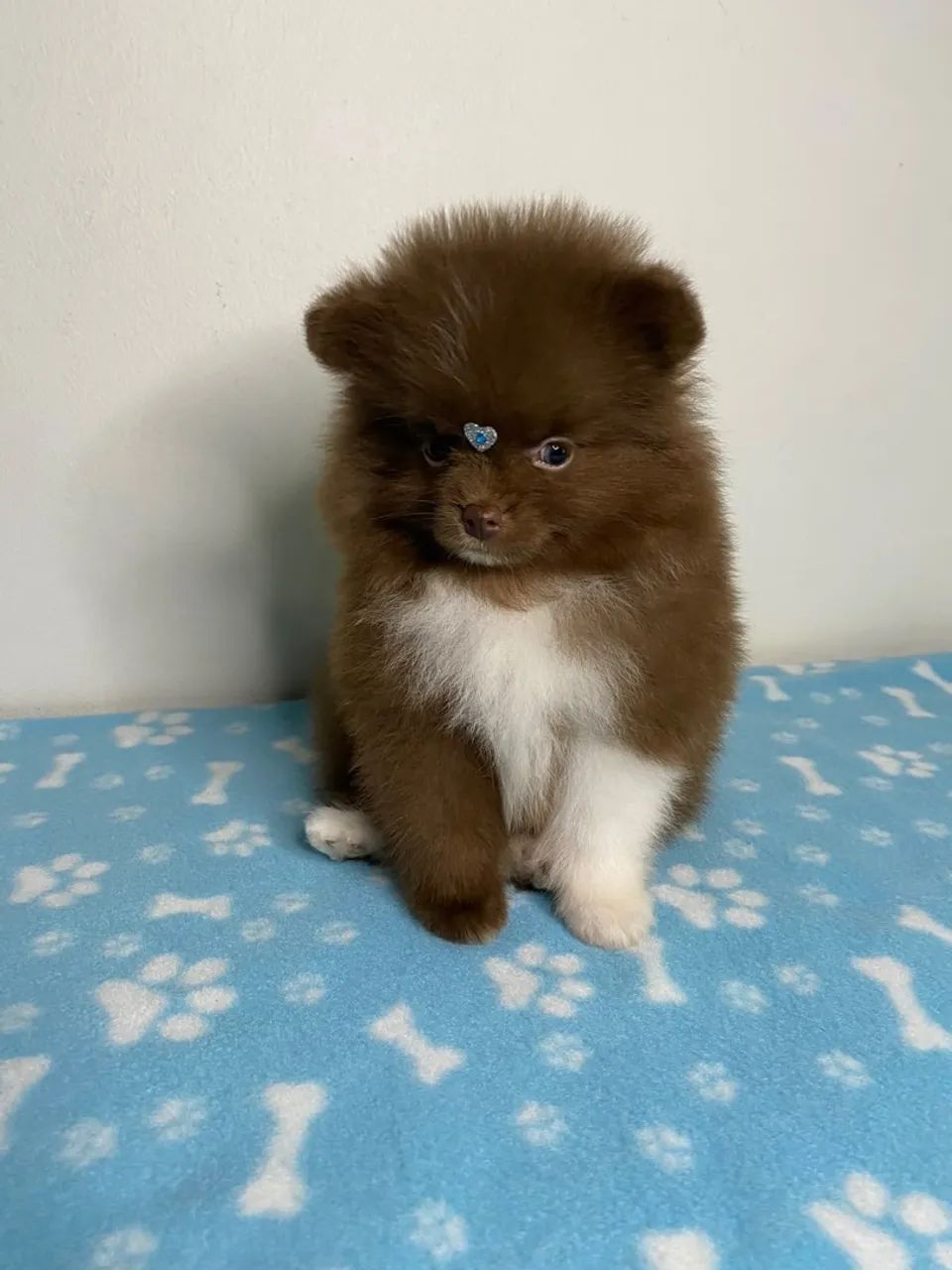 spitz anão  - Foto 2