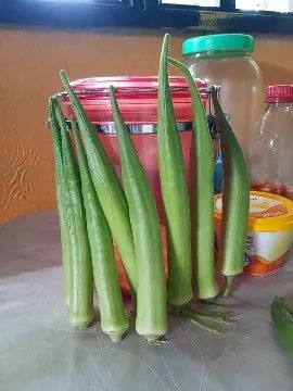 Quiabos orgânicos - Foto 3