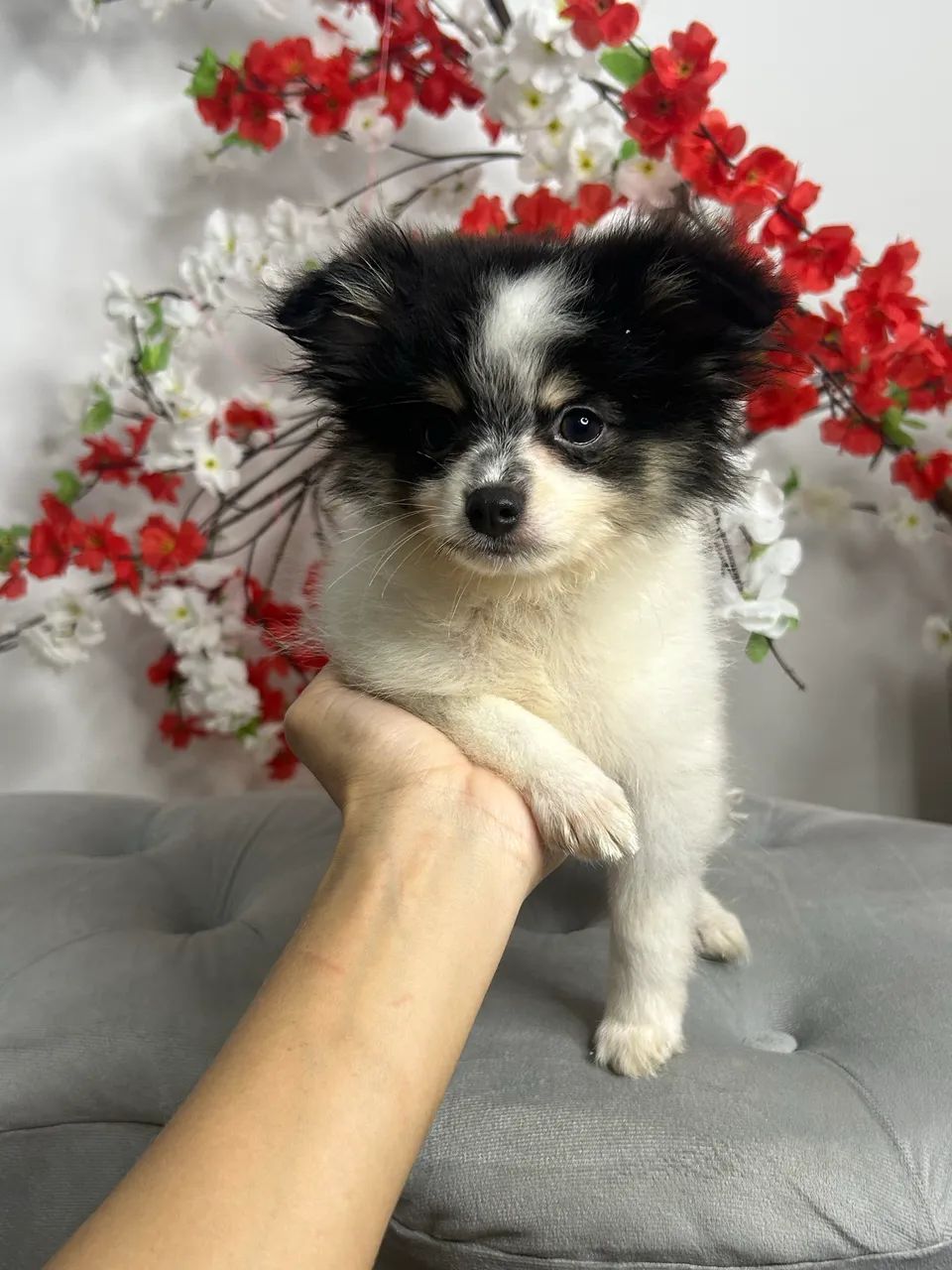 Spitz alemão macho 