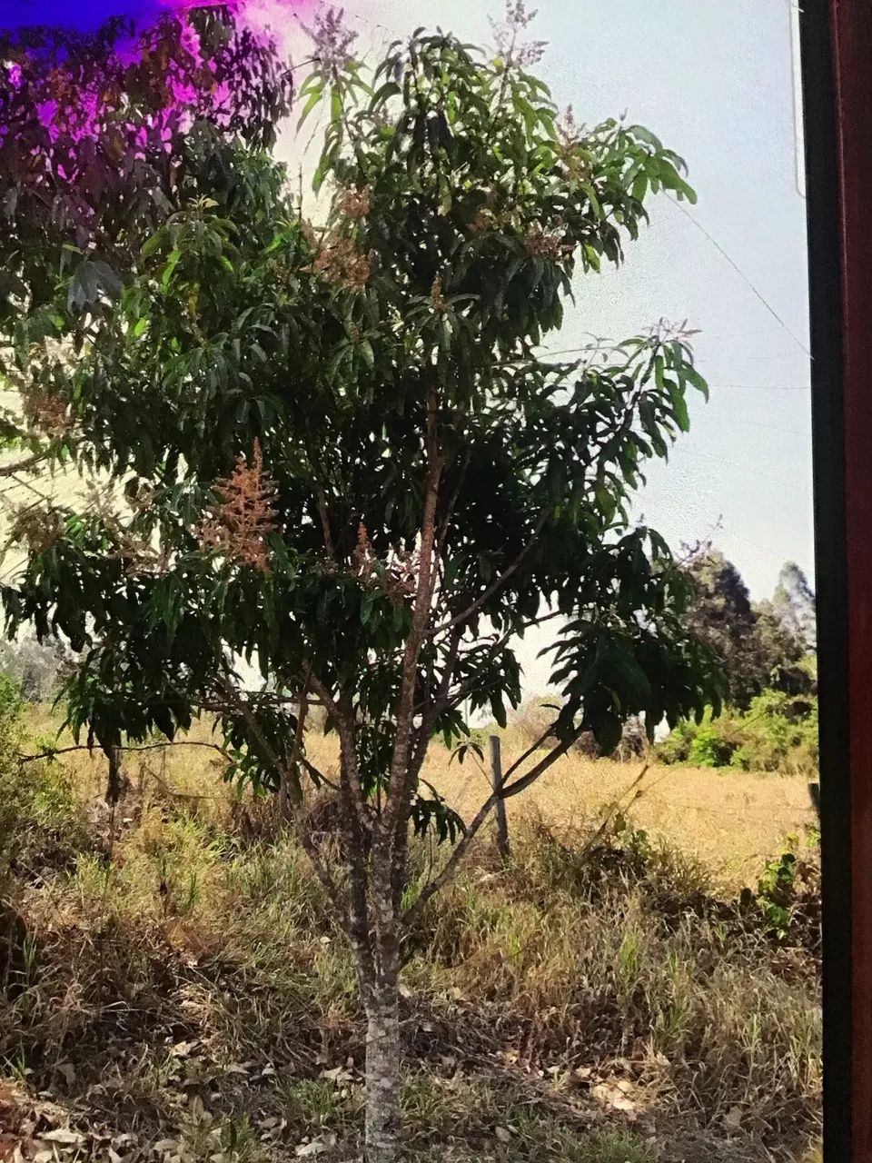 Vendo Sítio Itutinga - Foto 2