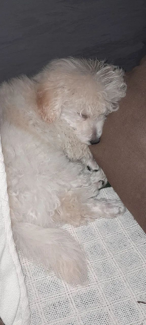 Filhote poodle micro macho 2.550 - Foto 3