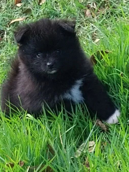 SPITZ MACHINHO 