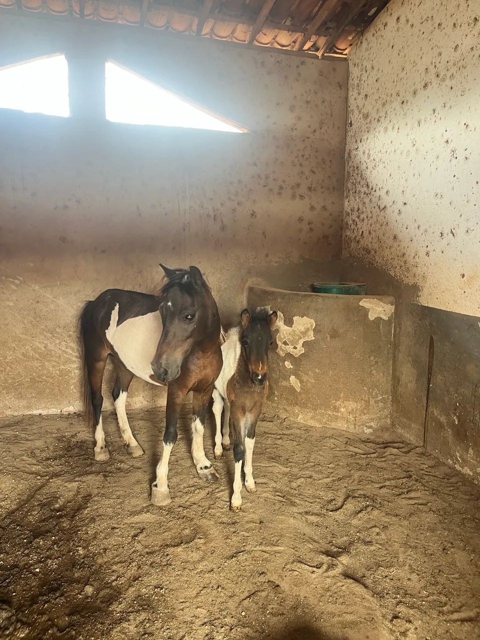 Dois Pônei a venda  - Foto 2