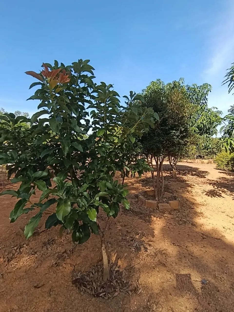 Vendo esse lindo sítio em Funilândia!  - Foto 2