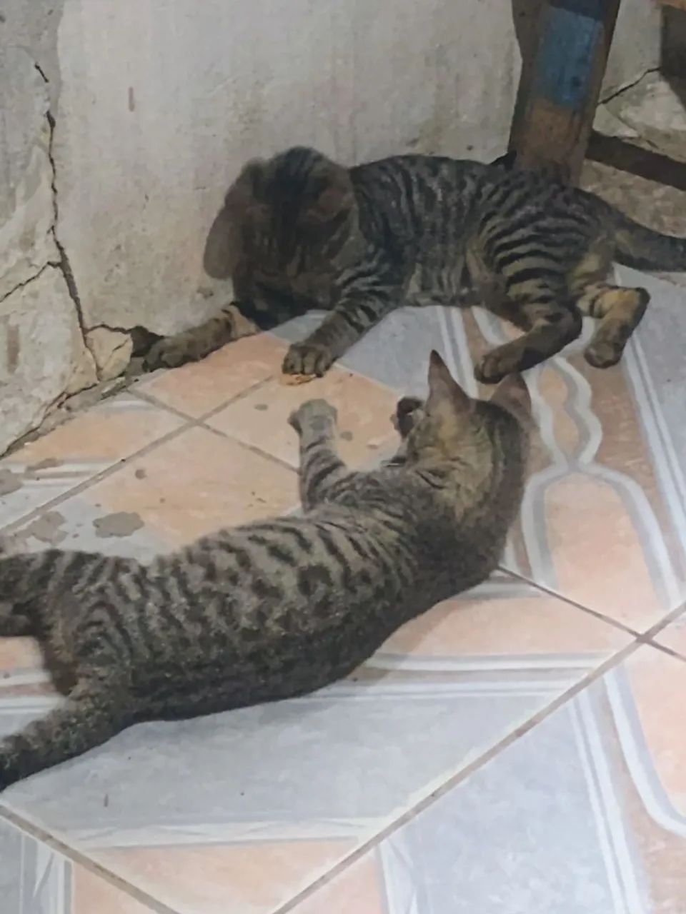 Adoção responsável  - Foto 5