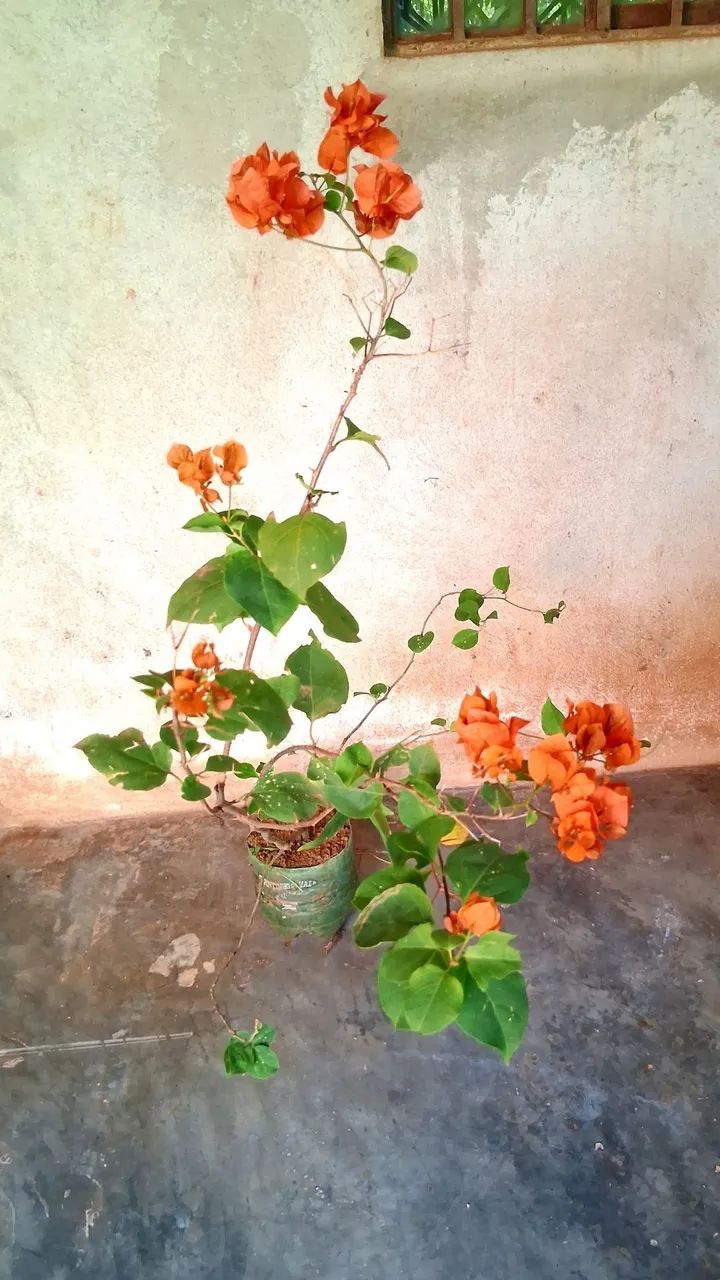 Primavera cor laranja  - Foto 3