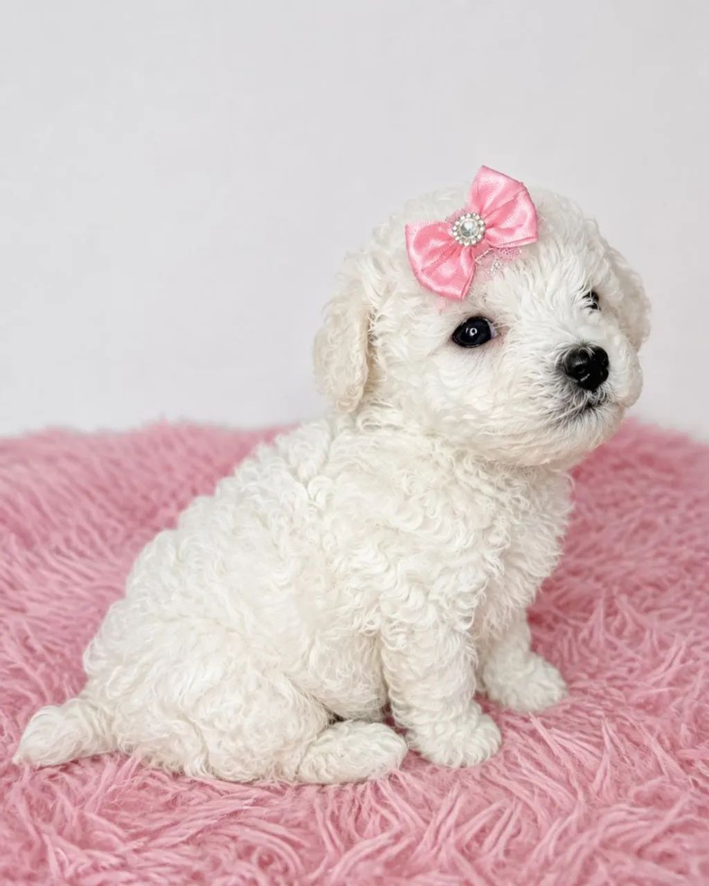 Micro toy poodle  - Foto 3